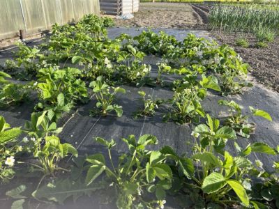 Как сделать, чтобы сорняки не росли вообще: метод с картоном, который превращает их в удобрение - belnovosti.by