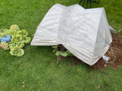 Как сделать и защитить укрытия с розами и гортензиями от холодов и мышей: - liveinternet.ru