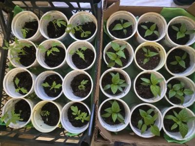 Зачем поливать рассаду чайной заваркой: эффект, который заметен уже после первой подкормки - belnovosti.by