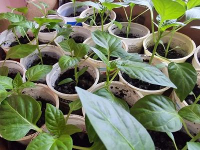 Почему семена перца не всходят: главная предпосевная ошибка, о которой молчат производители - belnovosti.by