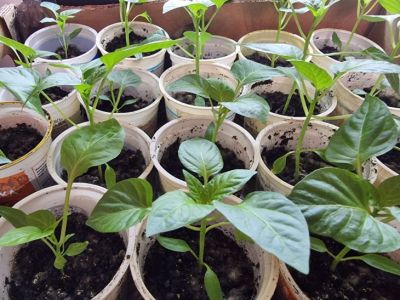 Почему ваша рассада вытягивается еще до пикировки: и как остановить этот процесс одним движением - belnovosti.by