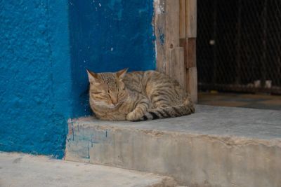 Мальчик и кот. Как становятся настоящими друзьями? - shkolazhizni.ru