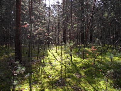 Возможно ли заблудиться в знакомом лесу? - shkolazhizni.ru