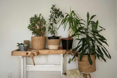 Как бороться с мошкой в горшечных растениях? - shkolazhizni.ru