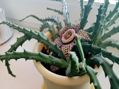 Зачем наши бабушки закапывали гвоздь в горшок с цветами: забытый секрет, который пробуждает даже мертвые растения - belnovosti.by