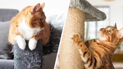 Как приучить кошку к когтеточке и почему это важно - nashsovetik.ru