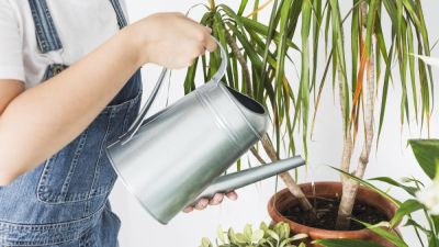 Как спасти растения после длительного отпуска - nashsovetik.ru - республика Коми