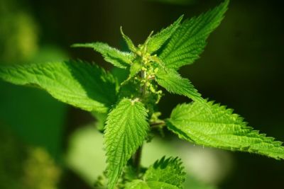 Мужской дебют в кулинарной драме. Как отбиться от ЗОЖ? - shkolazhizni.ru