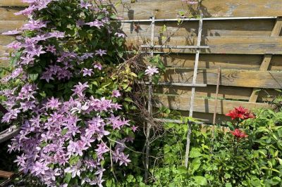 Почему ваши цветы не растут: опасная ошибка при поливе, которую совершают 9 из 10 дачников - belnovosti.by - СССР