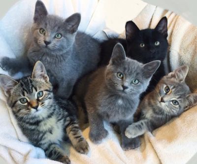 чёные выяснили, что у кошек есть 5 типов личности! - liveinternet.ru