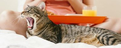 Причины рвоты у кошек после сухого корма: почему это случается и что можно предпринять - nashsovetik.ru