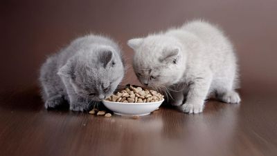 Как выбрать корм для котят - nashsovetik.ru