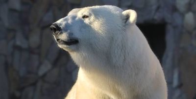 Триста килограммов нежности. Трудно ли быть символом? - shkolazhizni.ru