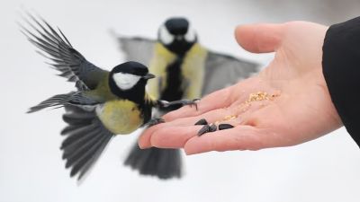 Наступают морозы: как правильно подкармливать птиц зимой, чтобы действительно помочь - nashsovetik.ru