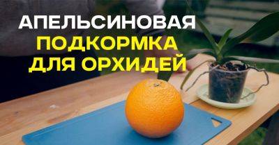 Апельсиновая подкормка для орхидей - nashsovetik.ru