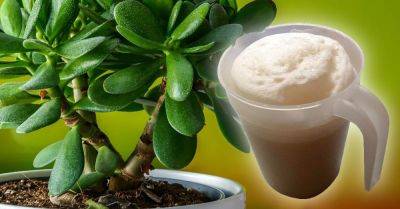 Уход за денежным деревом в зимний период - nashsovetik.ru