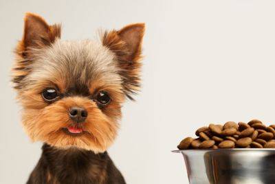 Royal Canin - Как выбрать сухой корм для собаки: полное руководство - nashsovetik.ru