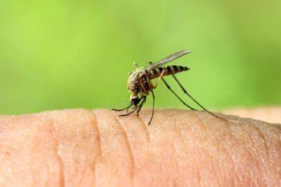 Кого чаще других кусают комары - nashsovetik.ru