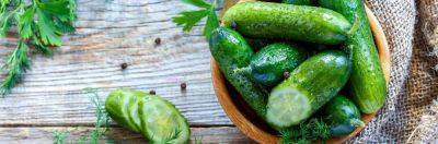 Как солить огурцы - nashsovetik.ru