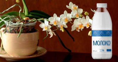 Уход за орхидеей осенью: основные правила - nashsovetik.ru