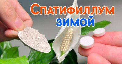 Чем подкормить спатифиллум зимой для обильного цветения - nashsovetik.ru
