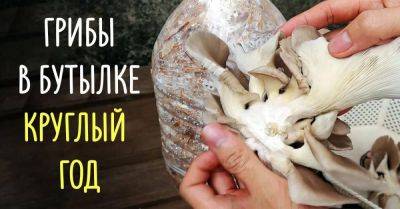 Выращивание вешенок в домашних условиях - nashsovetik.ru