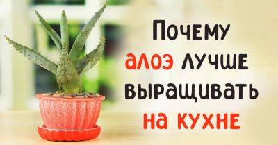 Для чего держать алоэ на кухне - nashsovetik.ru