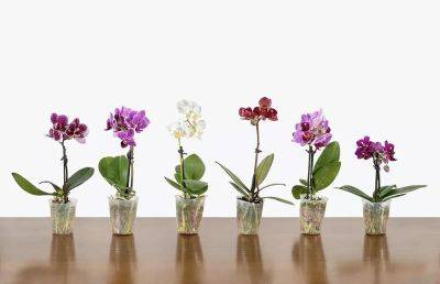 Рекомендации по уходу за орхидеями после размножения - nashsovetik.ru