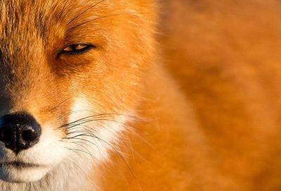 Обведут вокруг пальца: самые хитрые знаки Зодиака - cluber.com.ua