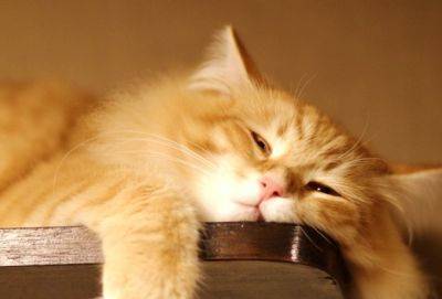 Даже пальцем пошевелить лень: главные бездельники по знаку Зодиака - cluber.com.ua