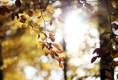 Предавшие — мимо - cluber.com.ua