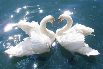 Буду всегда с тобой: 6 самых преданных знаков Зодиака - cluber.com.ua