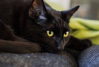 Мы в ответе за тех, кого приручаем? - cluber.com.ua