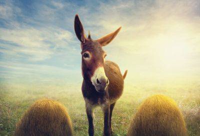 «В жизни вам будет встречаться много грязи…» — притча о правильном отношении к проблемам - cluber.com.ua