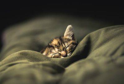 Способ справиться с бессонницей для каждого знака Зодиака - cluber.com.ua