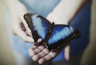 Легенда о синей бабочке - cluber.com.ua