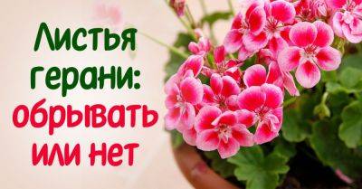 Как ухаживать за листьями герани: советы по удалению пожелтевших листьев без вреда для растения - nashsovetik.ru