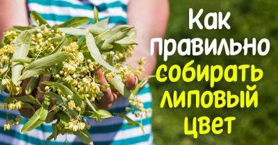 Как собрать и сушить липу для вкусного и полезного чая: советы и лайфхаки - nashsovetik.ru