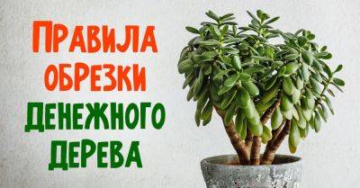 Как правильно обрезать денежное дерево: советы по уходу и стимуляции роста - nashsovetik.ru