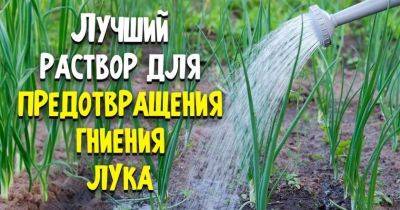 Что делать, чтобы лук не гнил - nashsovetik.ru