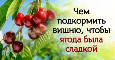 Подкормка вишни: как вырастить крупные и сладкие ягоды - nashsovetik.ru