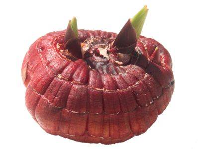 Как хранить гладиолусы зимой? - shkolazhizni.ru