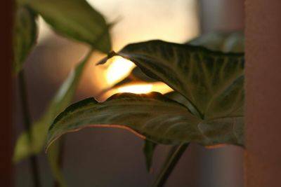 Розовый сингониум: какое растение придаст интерьеру нежности? - shkolazhizni.ru