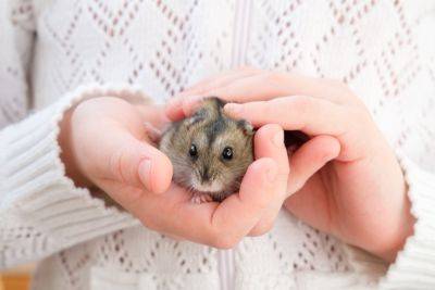 Аллергия на хомяка - nashsovetik.ru