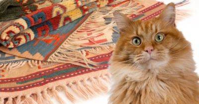 Как избавиться от кошачьего запаха в квартире: проверенные лайфхаки и советы - nashsovetik.ru