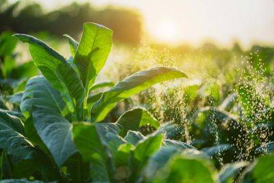 Вред и польза табака: как никотин покорял планету? - shkolazhizni.ru - Россия - Англия - Франция