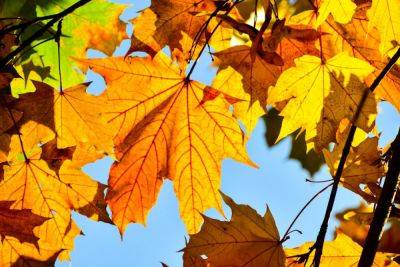 Как листья становятся золотыми? - shkolazhizni.ru