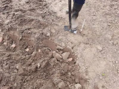 Зачем класть луковую шелуху в землю: секрет урожая - belnovosti.by