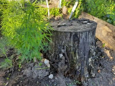 Чем посыпать пень, чтобы он сгнил: об этом не расскажет сосед по даче - belnovosti.by