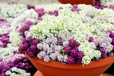 ПРЕКРАСНОЕ УКРАШЕНИЕ САДА - ЦВЕТЫ ПОСЕЯННЫЕ В ГРУНТ.... - liveinternet.ru